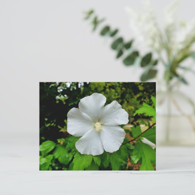 Carte Postale Hibiscus (Debout devant)