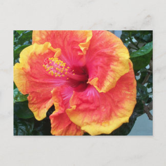 Carte postale Hibiscus