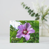 Hibiscus