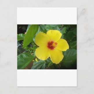 Carte Postale Hibiscus