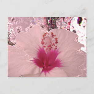 Carte Postale Hibiscus