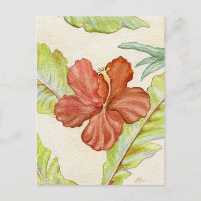 Carte postale Hibiscus (Devant)