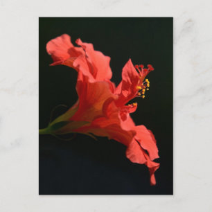 Carte Postale Hibiscus
