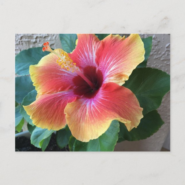 Carte Postale Hibiscus (Devant)
