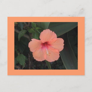 Carte postale Hibiscus