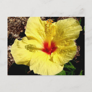 Carte Postale hibiscus 11