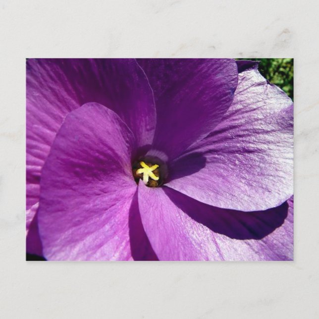 Carte Postale hibiscus 13 (Devant)