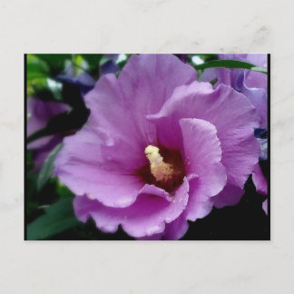 Carte Postale hibiscus 15