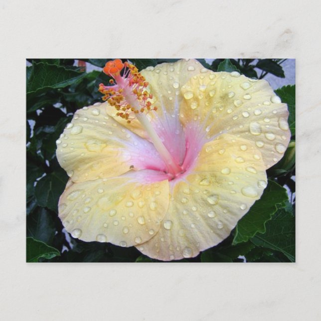 Carte Postale hibiscus 16 (Devant)