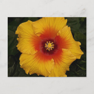 Carte Postale hibiscus 18