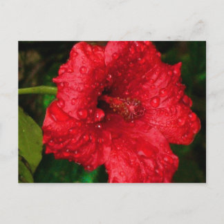 Carte Postale hibiscus 22
