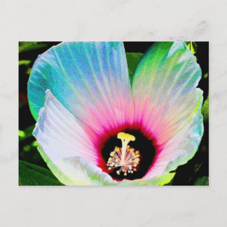 Carte Postale hibiscus 23