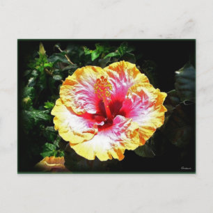 Carte Postale hibiscus 24