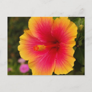 Carte Postale hibiscus 3