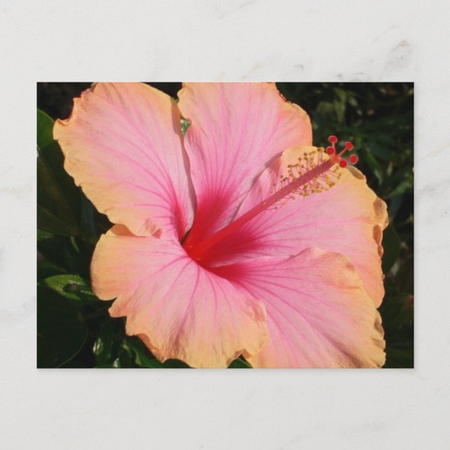 Carte Postale hibiscus 5 (Devant)