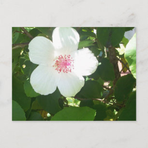 Carte postale Hibiscus blanc
