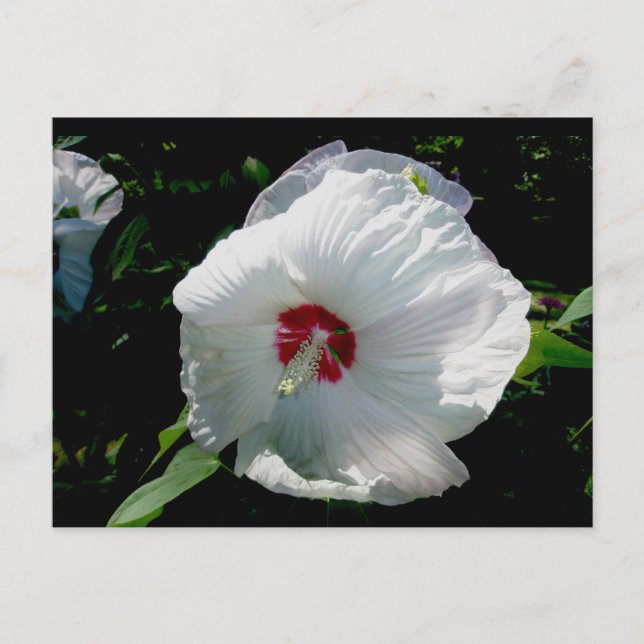 Carte postale Hibiscus blanc (Devant)