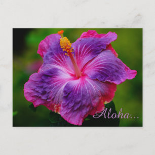 Carte postale Hibiscus Flower
