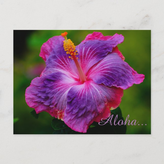 Carte postale Hibiscus Flower (Devant)