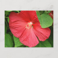 Hibiscus Flower Bright Magenta