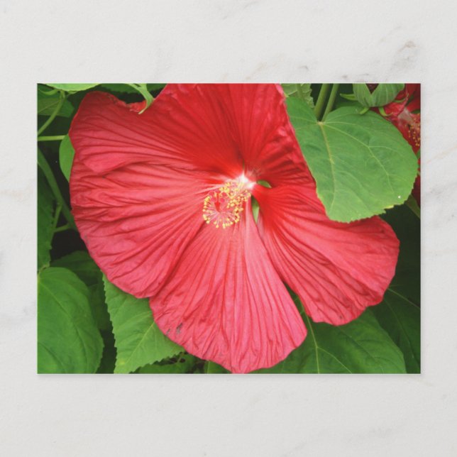 Carte Postale Hibiscus Flower Bright Magenta (Devant)