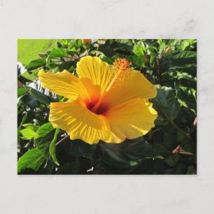Carte postale Hibiscus jaune