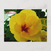 Hibiscus jaune Hawaï