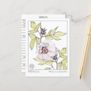 Carte Postale Hibiscus Materia Medica Monograph Herbal Study