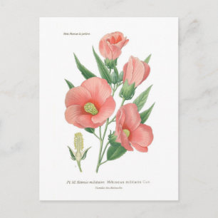Carte Postale Hibiscus militaris