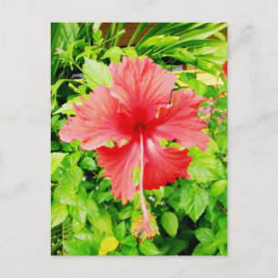 Carte Postale Hibiscus, Placencia, Belize