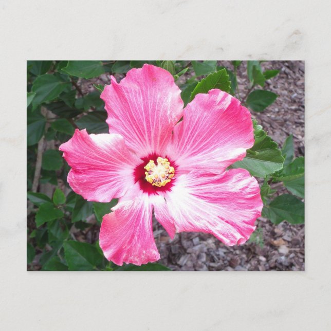 Carte postale Hibiscus rose (Devant)