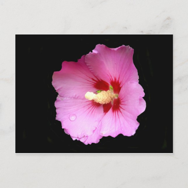 Carte postale Hibiscus rose (Devant)