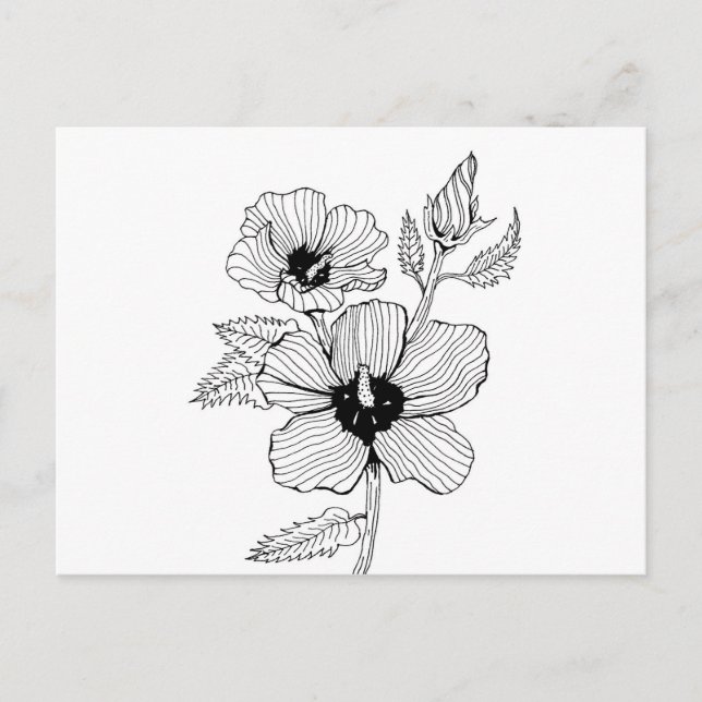 Carte Postale Hibiscus Rose de Sharon Flower (Devant)