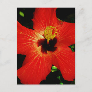 Carte Postale Hibiscus rouge