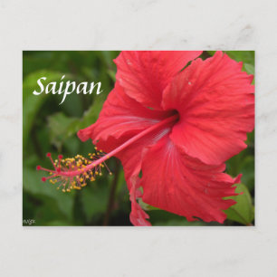 Carte Postale Hibiscus rouge