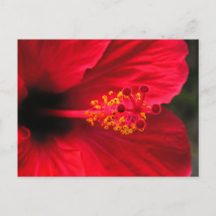 Carte Postale Hibiscus rouge