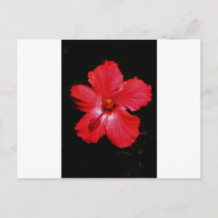 Carte Postale Hibiscus rouge