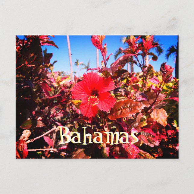 Carte Postale Hibiscus rouge Bahamas (Devant)