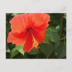 Carte Postale Hibiscus rouge, Bucerias
