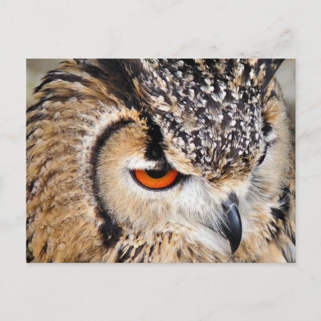 CARTE POSTALE HIBOU (Devant)