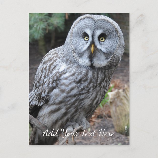 Carte Postale Hibou (Devant)