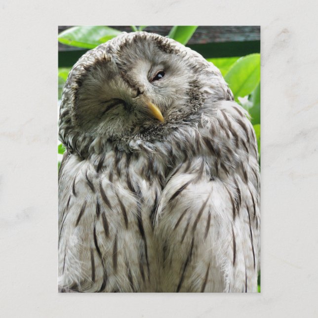 CARTE POSTALE HIBOU (Devant)