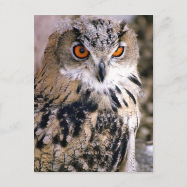 Carte Postale hibou (Devant)