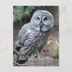 Carte Postale Hibou