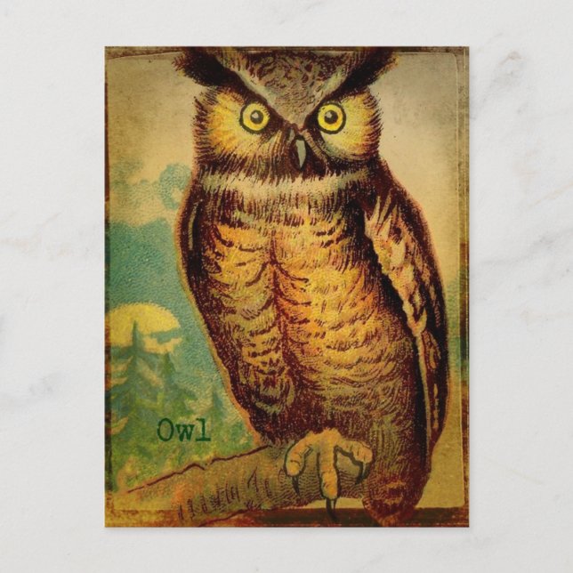 Carte Postale Hibou (Devant)