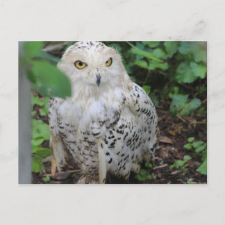 Carte Postale Hibou blanc au ZooAmerica