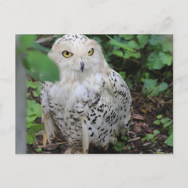 Carte Postale Hibou blanc au ZooAmerica (Devant)