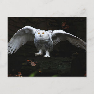 Carte Postale Hibou blanc aux ailes ouvertes pccna