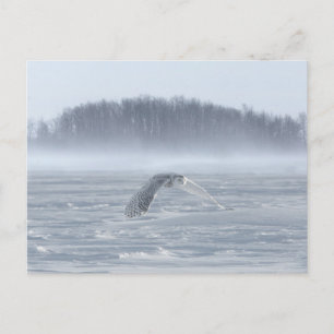 Carte Postale Hibou des neiges en vol en hiver