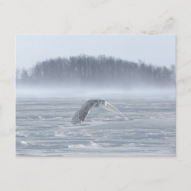 Carte Postale Hibou des neiges en vol en hiver (Devant)